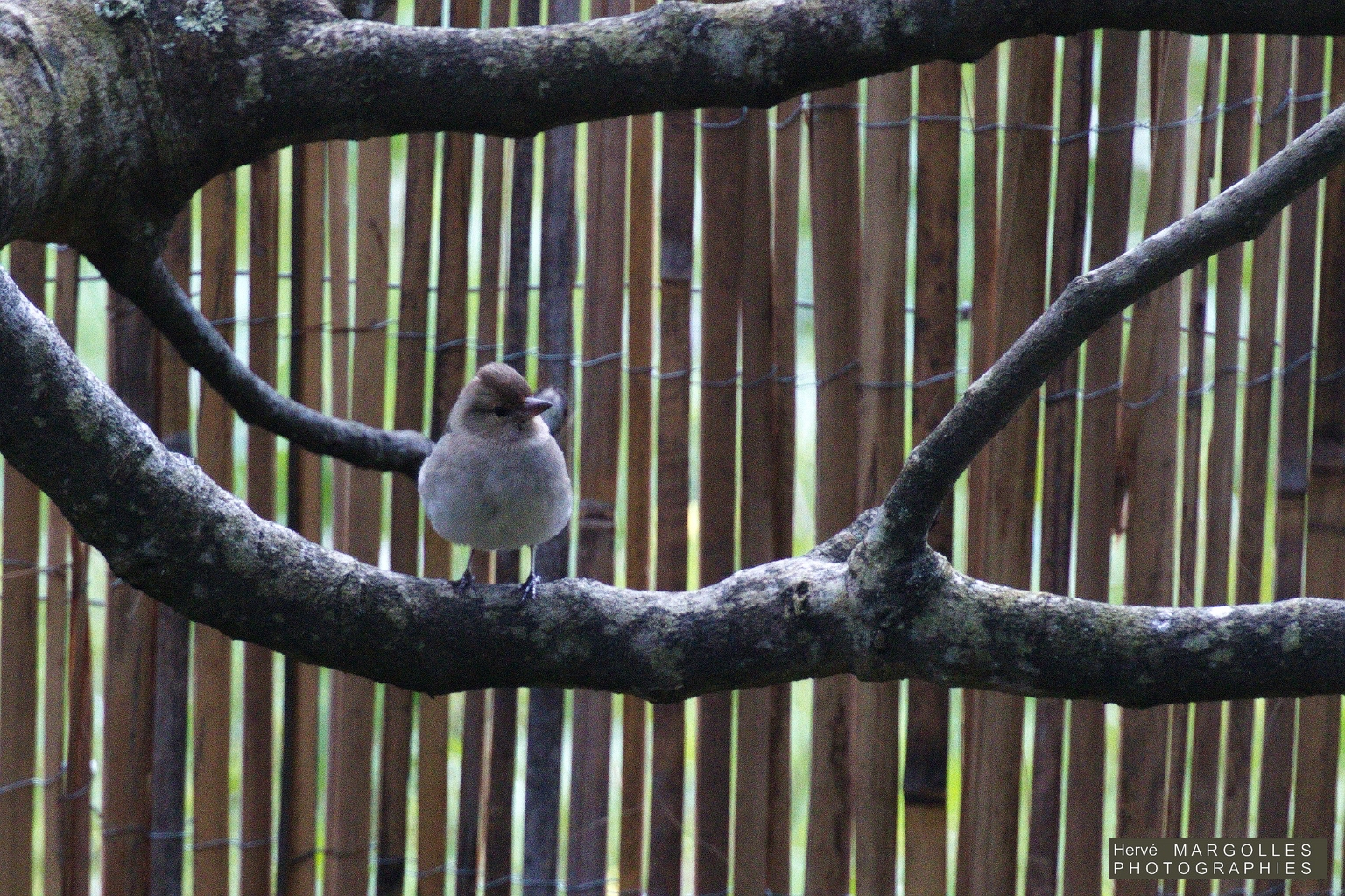 Pinson des arbres-03.jpg